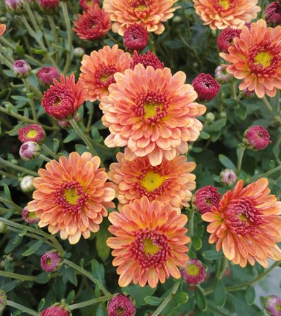 Belgian Mums® Staviski Orange